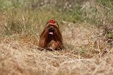 YORKSHIRE TERRIER 485